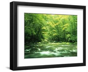 Stream Flowing Through a Forest-null-Framed Photographic Print