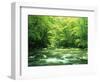 Stream Flowing Through a Forest-null-Framed Photographic Print