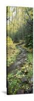 Stream Flowing through a Rainforest, Utah, USA-null-Stretched Canvas