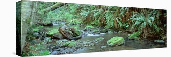 Stream Flowing through a Rainforest, Van Damme State Park, Mendocino, California, USA-null-Stretched Canvas