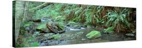 Stream Flowing through a Rainforest, Van Damme State Park, Mendocino, California, USA-null-Stretched Canvas