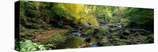 Stream Flowing Through Forest, Eller Beck, England, United Kingdom-null-Stretched Canvas