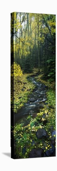 Stream Flowing Through Forest-null-Stretched Canvas