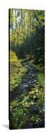 Stream Flowing Through Forest-null-Stretched Canvas