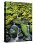 Stream Flowing Through Moss Covered Rocks-Darrell Gulin-Stretched Canvas