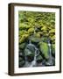 Stream Flowing Through Moss Covered Rocks-Darrell Gulin-Framed Photographic Print