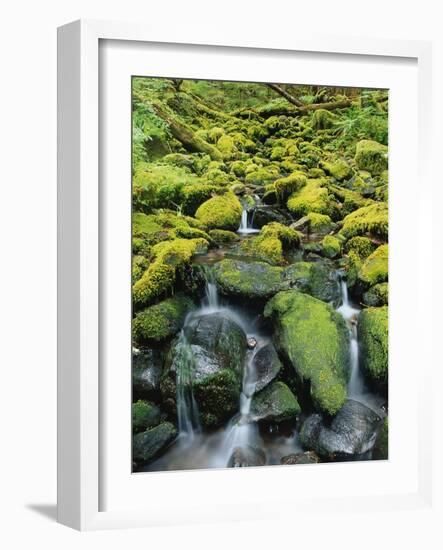 Stream Flowing Through Moss Covered Rocks-Darrell Gulin-Framed Photographic Print