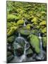 Stream Flowing Through Moss Covered Rocks-Darrell Gulin-Mounted Photographic Print