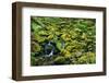 Stream Flowing Through Moss Covered Rocks-Darrell Gulin-Framed Photographic Print