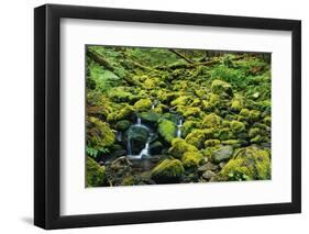 Stream Flowing Through Moss Covered Rocks-Darrell Gulin-Framed Photographic Print