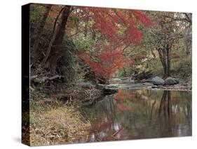 Stream Flowing Through the Woods-null-Stretched Canvas