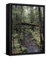 Stream Flowing Through the Woods-null-Framed Stretched Canvas