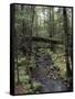 Stream Flowing Through the Woods-null-Framed Stretched Canvas