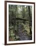 Stream Flowing Through the Woods-null-Framed Photographic Print