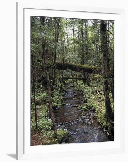 Stream Flowing Through the Woods-null-Framed Photographic Print