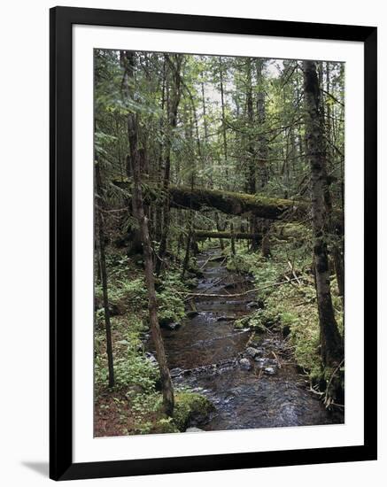 Stream Flowing Through the Woods-null-Framed Photographic Print