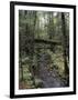 Stream Flowing Through the Woods-null-Framed Photographic Print