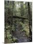 Stream Flowing Through the Woods-null-Mounted Photographic Print