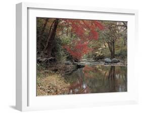 Stream Flowing Through the Woods-null-Framed Photographic Print