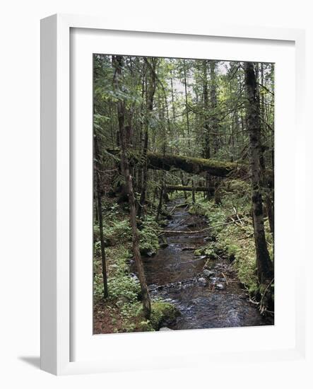 Stream Flowing Through the Woods-null-Framed Photographic Print