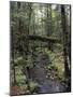 Stream Flowing Through the Woods-null-Mounted Photographic Print