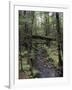 Stream Flowing Through the Woods-null-Framed Photographic Print