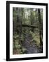 Stream Flowing Through the Woods-null-Framed Photographic Print