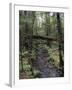 Stream Flowing Through the Woods-null-Framed Photographic Print