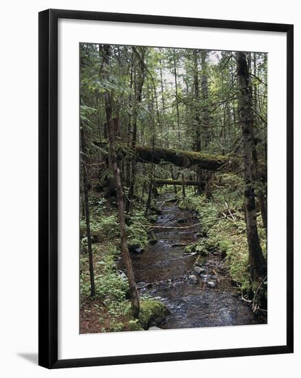 Stream Flowing Through the Woods-null-Framed Photographic Print