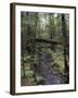 Stream Flowing Through the Woods-null-Framed Photographic Print