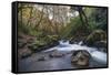 Stream Flowing Through Woodland in England-Clive Nolan-Framed Stretched Canvas