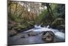 Stream Flowing Through Woodland in England-Clive Nolan-Mounted Photographic Print