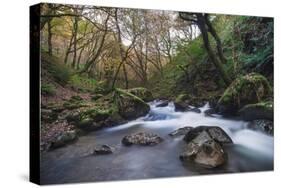 Stream Flowing Through Woodland in England-Clive Nolan-Stretched Canvas