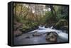 Stream Flowing Through Woodland in England-Clive Nolan-Framed Stretched Canvas