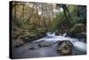 Stream Flowing Through Woodland in England-Clive Nolan-Stretched Canvas