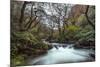 Stream Flowing Through Woodland in England-Clive Nolan-Mounted Photographic Print