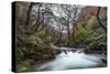 Stream Flowing Through Woodland in England-Clive Nolan-Stretched Canvas