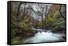 Stream Flowing Through Woodland in England-Clive Nolan-Framed Stretched Canvas