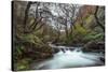 Stream Flowing Through Woodland in England-Clive Nolan-Stretched Canvas