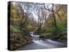 Stream Flowing Through Woodland in England-Clive Nolan-Stretched Canvas