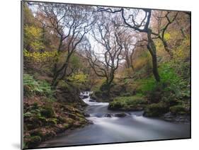 Stream Flowing Through Woodland in England-Clive Nolan-Mounted Photographic Print