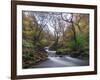 Stream Flowing Through Woodland in England-Clive Nolan-Framed Photographic Print