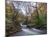 Stream Flowing Through Woodland in England-Clive Nolan-Mounted Photographic Print