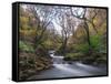 Stream Flowing Through Woodland in England-Clive Nolan-Framed Stretched Canvas