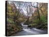 Stream Flowing Through Woodland in England-Clive Nolan-Stretched Canvas