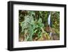 Stream from Mount Roraima in Venezuela-zanskar-Framed Photographic Print