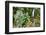 Stream from Mount Roraima in Venezuela-zanskar-Framed Photographic Print