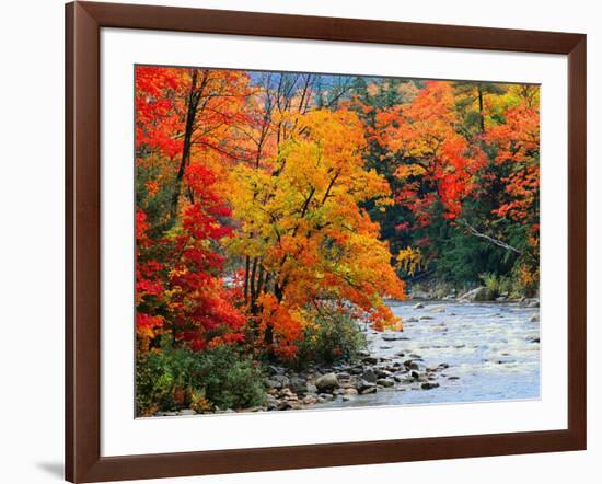 Stream in Autumn Woods-null-Framed Art Print