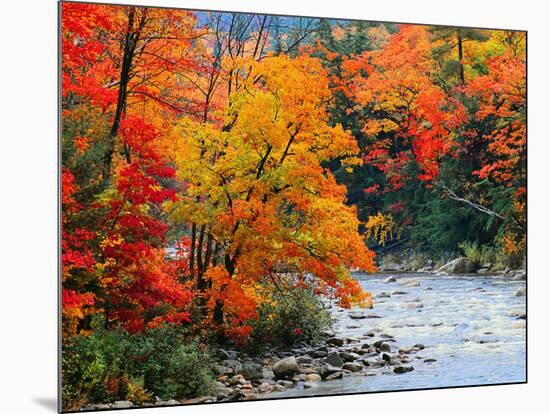 Stream in Autumn Woods-null-Mounted Art Print