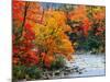 Stream in Autumn Woods-null-Mounted Art Print
